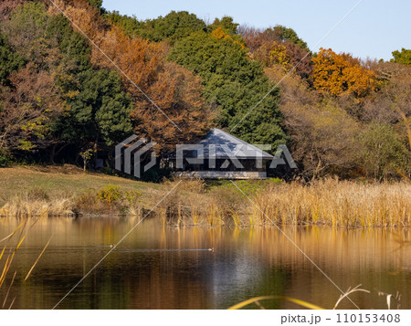 秋の公園風景　紅葉した木々と池（千葉県松戸市・21世紀の森と広場） 110153408