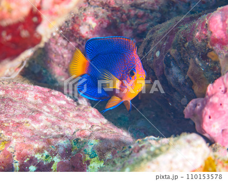 ヒリゾ浜の美しいレンテンヤッコ（キンチャクダイ科）の幼魚。  静岡県伊豆半島賀茂郡南伊豆町中木から渡 110153578