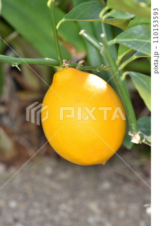 天空の農園のリスボンレモン 110153593