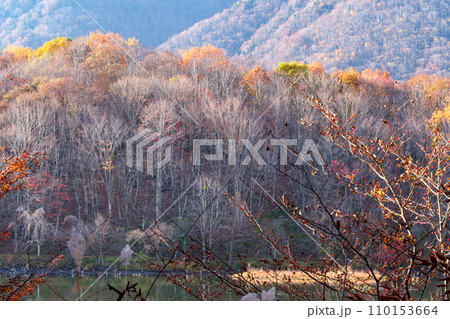 輝く日差し 110153664