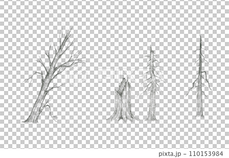 因野火等而受損的樹木 110153984