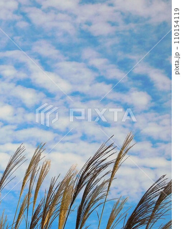 ススキ 薄 すすきと秋の空 ススキ 薄 すすきと秋の空 110154119