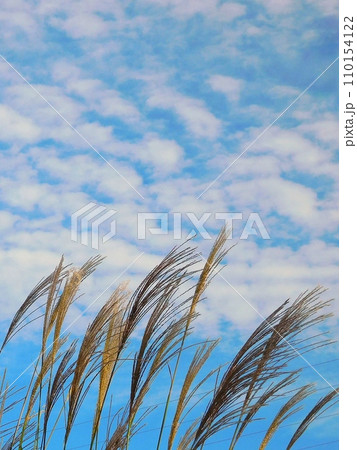 ススキ 薄 すすきと秋の空 ススキ 薄 すすきと秋の空 110154122