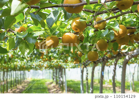 果樹園に実った梨の果実 鳥取県 赤梨 110154129