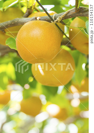果樹園に実った梨の果実 鳥取県 赤梨 果樹園に実った梨の果実 鳥取県 赤梨 110154137