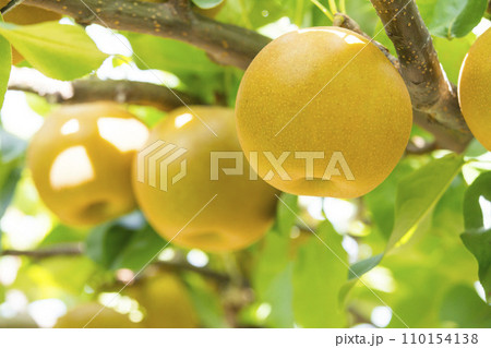 果樹園に実った梨の果実 鳥取県 赤梨 果樹園に実った梨の果実 鳥取県 赤梨 110154138