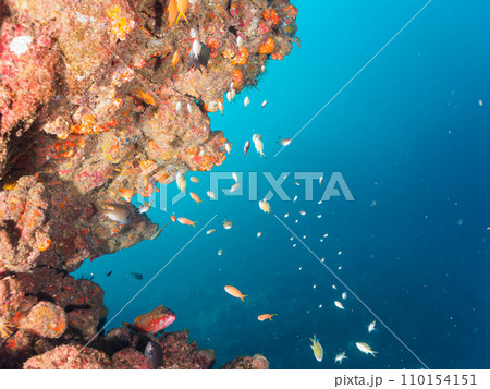 ヒリゾ浜のドロップオフの美しいキンギョハナダイ(ハナダイ亜科)、キホシスズメダイ(スズメダイ科)、ア ヒリゾ浜のドロップオフの美しいキンギョハナダイ(ハナダイ亜科)、キホシスズメダイ(スズメダイ科)、ア 110154151