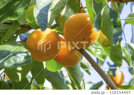 果樹園に実った柿の果実 鳥取県 輝太郎柿 110154407