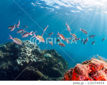 ヒリゾ浜の美しいホウライヒメジ(ヒメジ科)、チョウチョウウオ(チョウチョウウオ科)他の群れ。 静岡 ヒリゾ浜の美しいホウライヒメジ(ヒメジ科)、チョウチョウウオ(チョウチョウウオ科)他の群れ。 静岡 110154454