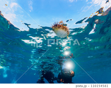 ヒリゾ浜の水面を漂う美しいハリセンボン（ハリセンボン科）。  静岡県伊豆半島賀茂郡南伊豆町中木から渡 110154581