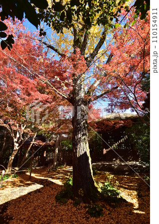 京都洛北 蓮華寺 110154911