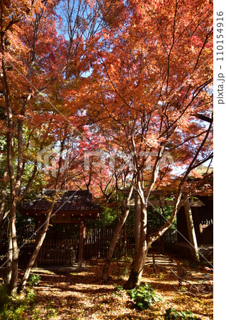 京都洛北 蓮華寺 110154916