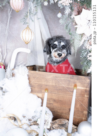 クリスマスの飾りとお座りして微笑むミニチュアシュナウザー クリスマスの飾りとお座りして微笑むミニチュアシュナウザー 110155131