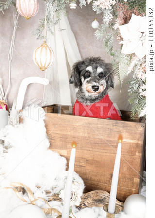 クリスマスの飾りとお座りして微笑むミニチュアシュナウザー クリスマスの飾りとお座りして微笑むミニチュアシュナウザー 110155132