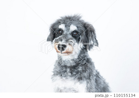 お座りして微笑むミニチュアシュナウザーのバストアップ 110155134