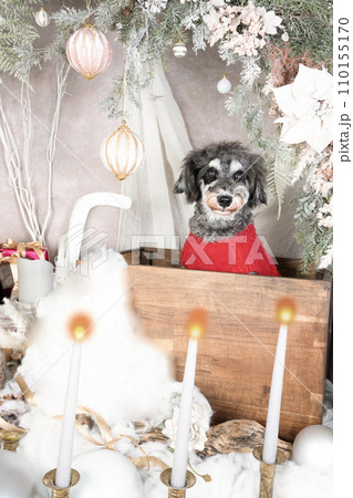 クリスマスの飾りとお座りして微笑むミニチュアシュナウザー クリスマスの飾りとお座りして微笑むミニチュアシュナウザー 110155170