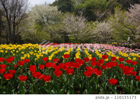球根を秋植えて春に咲く鮮やか色彩で綺麗なチューリップ 1 球根を秋植えて春に咲く鮮やか色彩で綺麗なチューリップ 1 110155173