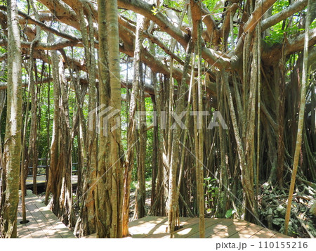 御願（うがん）ガジュマル/やんばる国立公園・大石林山（沖縄県国頭郡国頭村）3 110155216