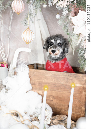 クリスマスの飾りとお座りして微笑むミニチュアシュナウザー クリスマスの飾りとお座りして微笑むミニチュアシュナウザー 110155235