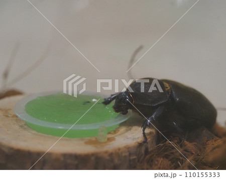 昆虫ゼリーを食べるカブトムシのメス2 110155333