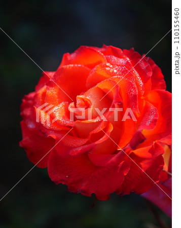 朝露がついた薔薇 朝露がついた薔薇 110155460