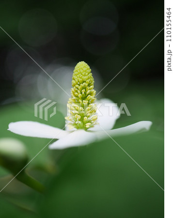 ドクダミの花 ドクダミの花 110155464