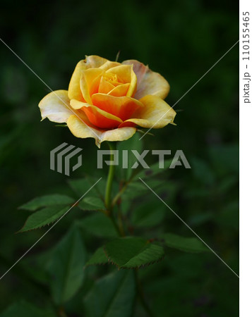 橙色の薔薇 橙色の薔薇 110155465