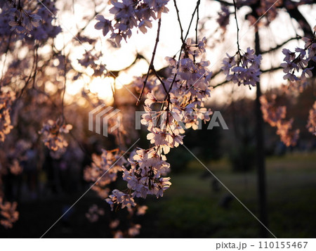 夕暮れの枝垂桜 夕暮れの枝垂桜 110155467