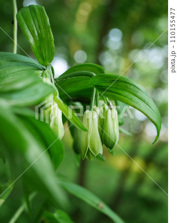 アマドコロ アマドコロ 110155477