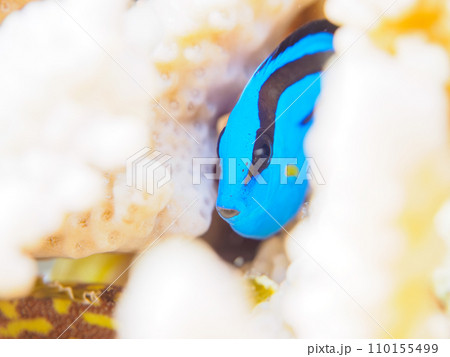 美しいテーブルサンゴと可愛いナンヨウハギ（ニザダイ科）の幼魚。  東京都伊豆諸島式根島丸根ヶ浜にて。 110155499