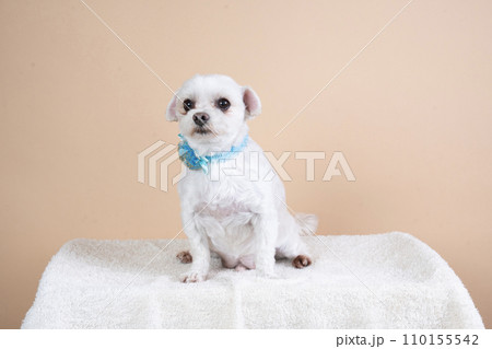 ベージュ背景とお座りして微笑むミックス犬 110155542