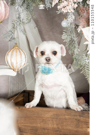 クリスマスのセットに入った白いミックス犬 クリスマスのセットに入った白いミックス犬 110155548