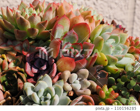 カラフルな多肉植物の寄せ植え カラフルな多肉植物の寄せ植え 110156285