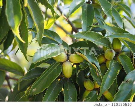 木に生るどんぐり 110156616