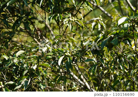 木に生るどんぐり 110156690
