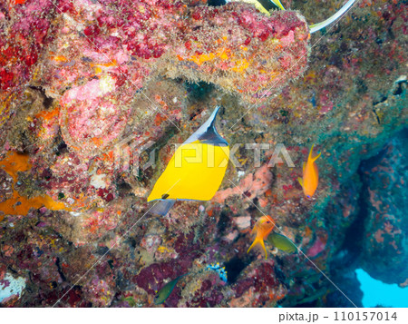 ヒリゾ浜の大きなソフトコーラルと美しいフエヤッコダイ（チョウチョウウオ科）とツノダシ（ツノダシ科）他 110157014