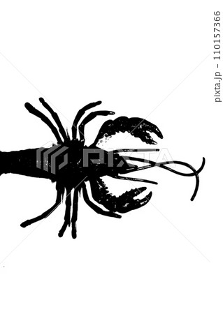 silhouette of lobster shrimp isolated on white background, invertebrate animal silhouette of lobster shrimp isolated on white background, invertebrate animal 110157366