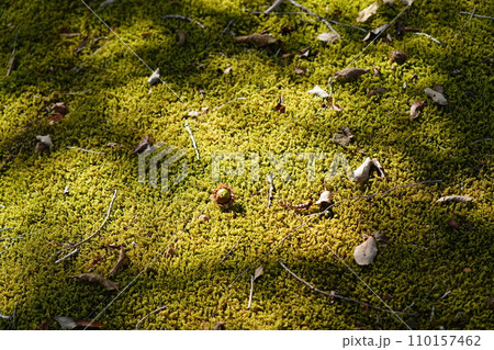 苔の上に落ちたドングリ 110157462