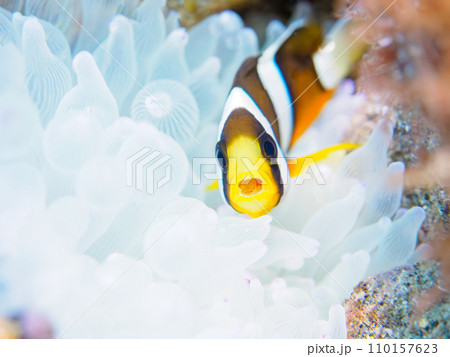 ヒリゾ浜の美しいイソギンチャク畑の可愛いクマノミの幼魚(スズメダイ科)とその口から顔を出すタイノエ( ヒリゾ浜の美しいイソギンチャク畑の可愛いクマノミの幼魚(スズメダイ科)とその口から顔を出すタイノエ( 110157623