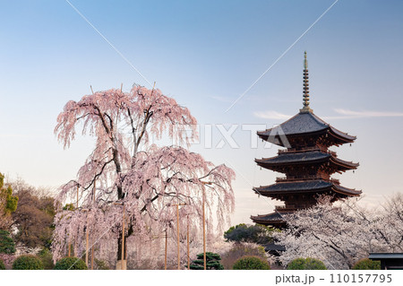 東寺の不二桜と五重塔 110157795