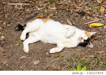 野良猫 (ノラネコ) 野良猫 (ノラネコ) 110157834