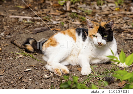 野良猫 (ノラネコ) 110157835