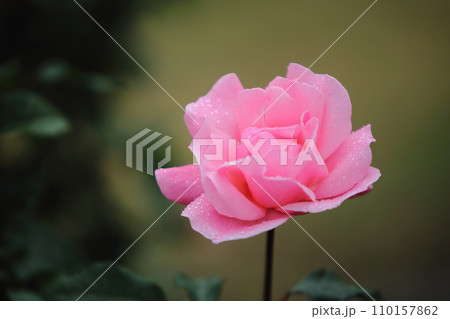 荒尾市 おもやい市民花壇 バラの花、 荒尾市 おもやい市民花壇 バラの花、 110157862