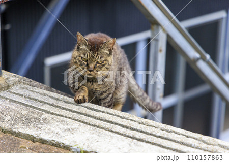 野良猫 (ノラネコ) 野良猫 (ノラネコ) 110157863