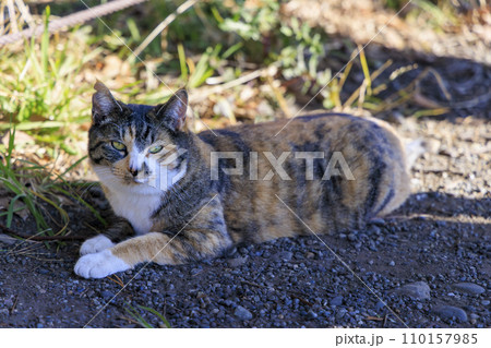 野良猫 (ノラネコ) 110157985