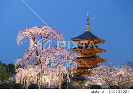 東寺の不二桜と五重塔 110158029