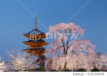 東寺の不二桜と五重塔 110158046