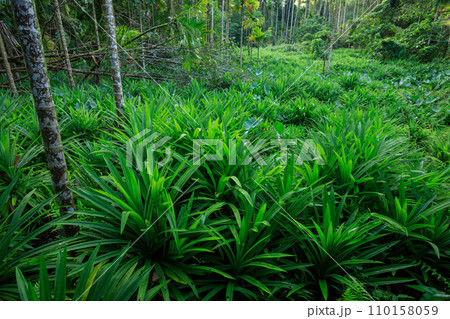 Pandan leaves grow in tropical forest Pandan leaves grow in tropical forest 110158059