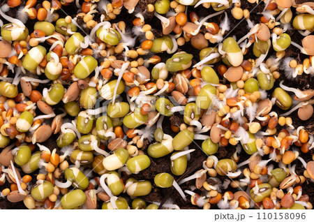 Mixed sprouts germinating on humus soil, closeup, from above. Sprouting mung beans, radish, lentils and yellow mustard, with small root hairs, often confused with mold. Macro food photo. Mixed sprouts germinating on humus soil, closeup, from above. Sprouting mung beans, radish, lentils and yellow mustard, with small root hairs, often confused with mold. Macro food photo. 110158096