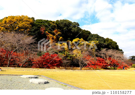 大宰府政庁跡　太宰府　福岡県　紅葉　史跡 110158277